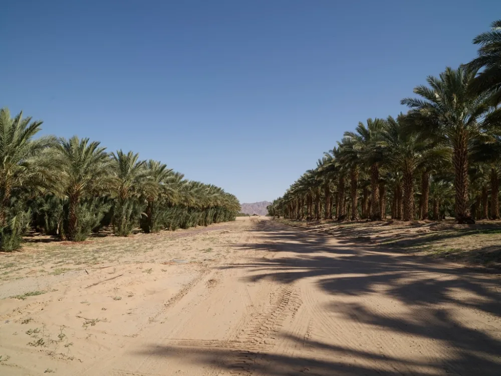 Kurma Ruthob Barhi Palestina